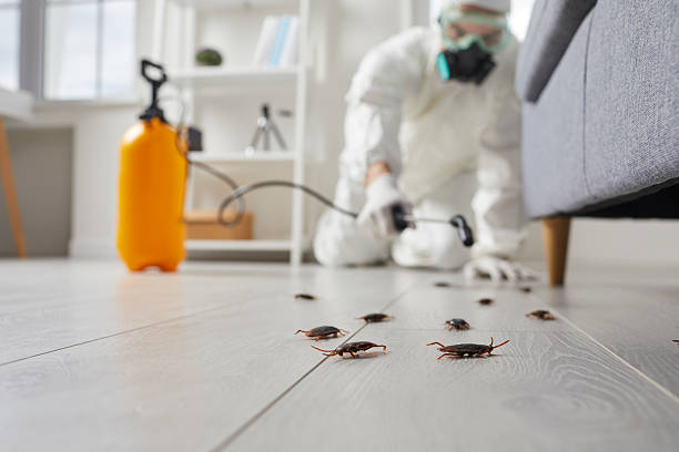 Post-Treatment Bed Bug Interceptor Monitoring in New York Mills